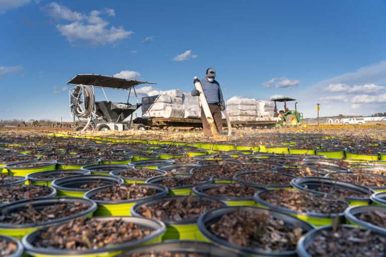 Rice hull blower applying rice hulls to nursery containers