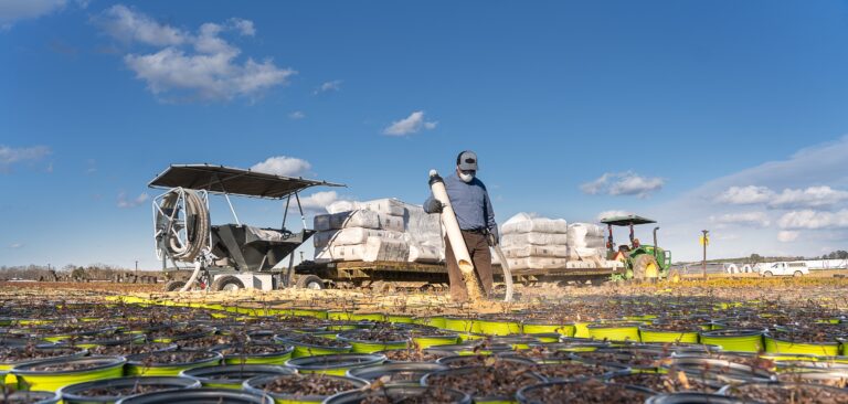Rice hull blower working in a field of nursery containers