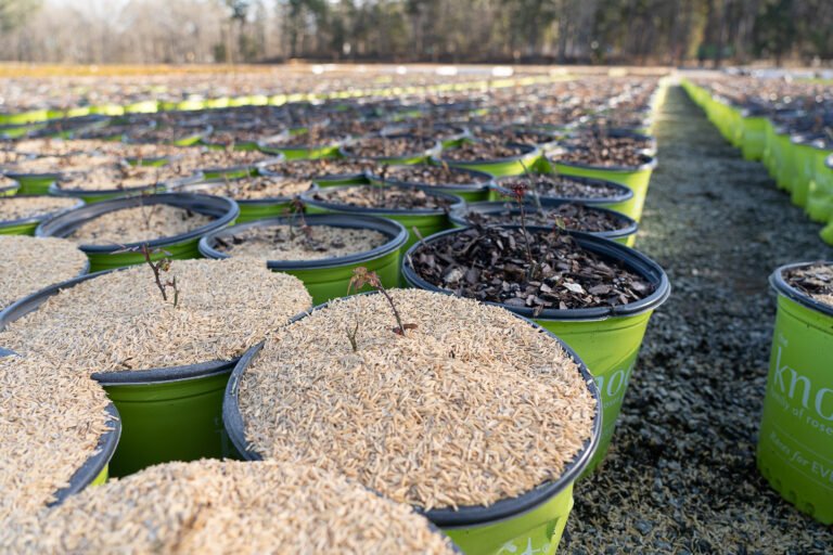 Nursery containers topped with rice hulls